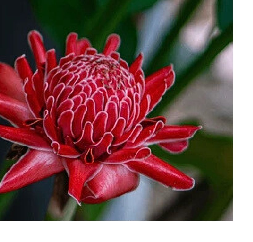 Fresh torch ginger flower, a key aromatic in Simple Vege sambal